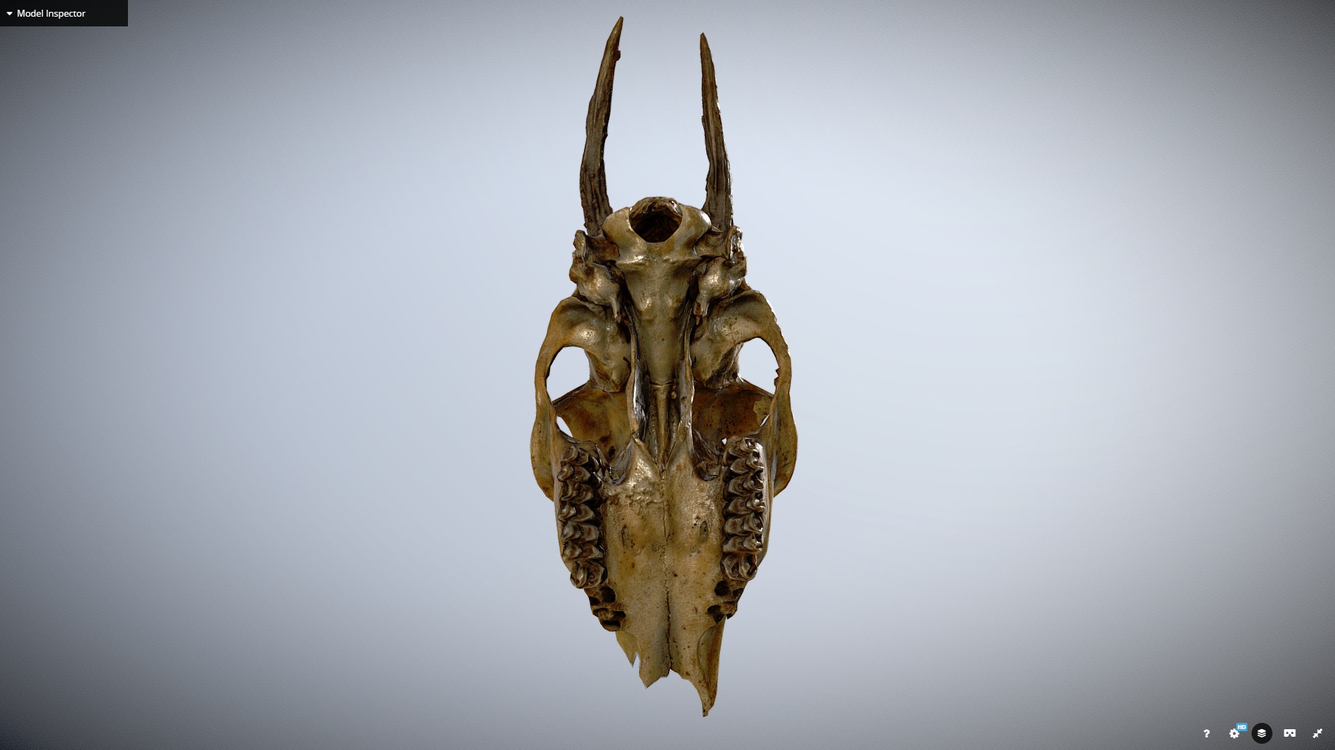 deer roe skull 3D https://p.turbosquid.com/ts-thumb/lX/pPiv5Q/uYrlogLI/final_preview5/png/1557072519/1920x1080/fit_q87/e7d6f4869fb1007a451b9b01156ec8b3db0fd829/final_preview5.jpg