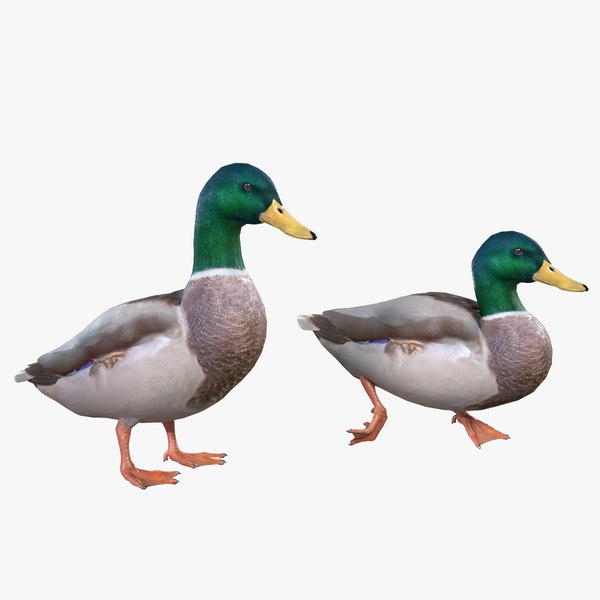 Mallard Duck Male 3D model