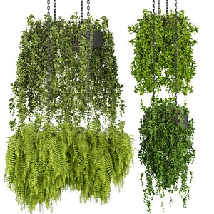 Collection plant vol 291 Indoor - ampelous - hanging - cinema4d - 3max