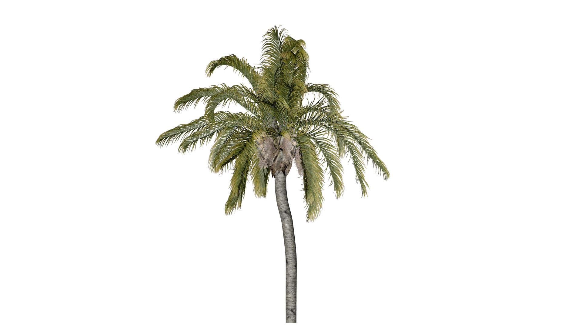 Queen Palm Tree - 02 - model https://p.turbosquid.com/ts-thumb/lY/Z9EAOG/1I/qp_22/png/1741620972/1920x1080/fit_q87/0279e8c9202aeb184ea3494aed06ab385c506ff1/qp_22.jpg