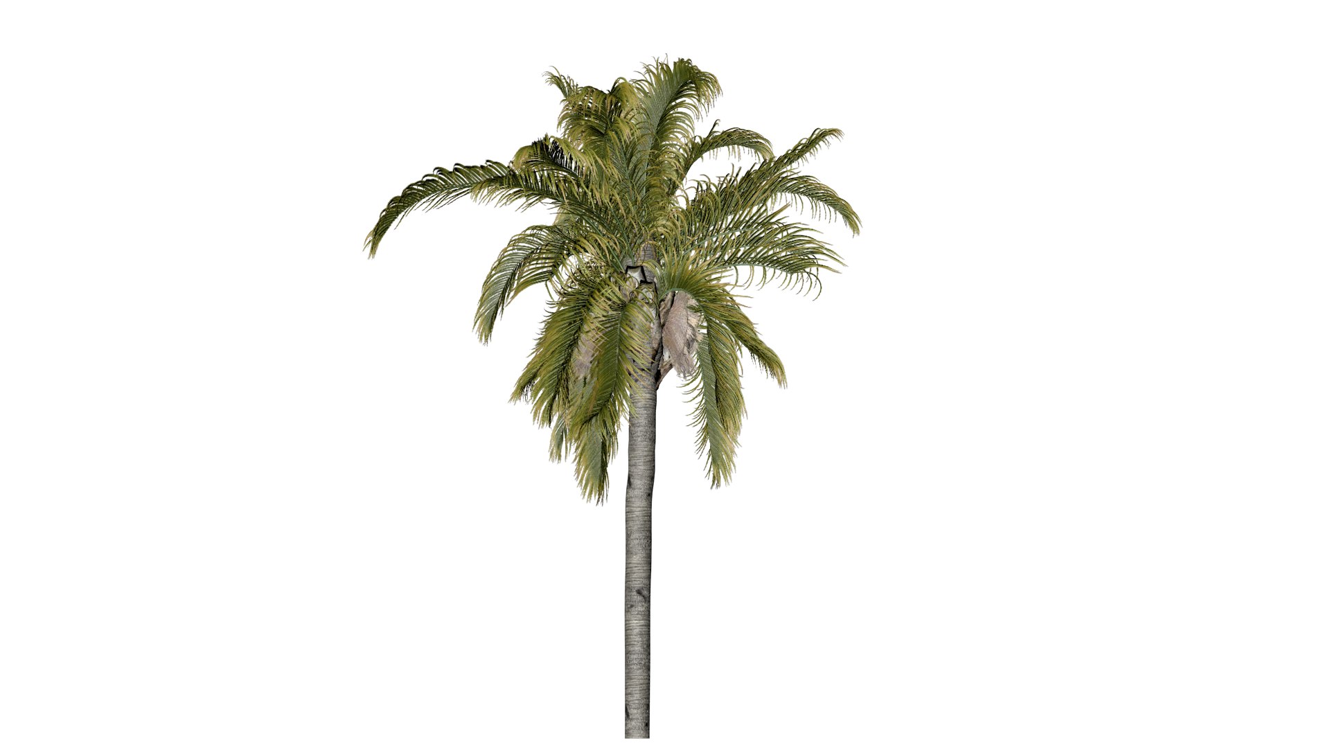 Queen Palm Tree - 02 - model https://p.turbosquid.com/ts-thumb/lY/Z9EAOG/B3/qp_21/png/1741620970/1920x1080/fit_q87/32bd4266ee86214d3f4bea8cffe6443efd4742d0/qp_21.jpg