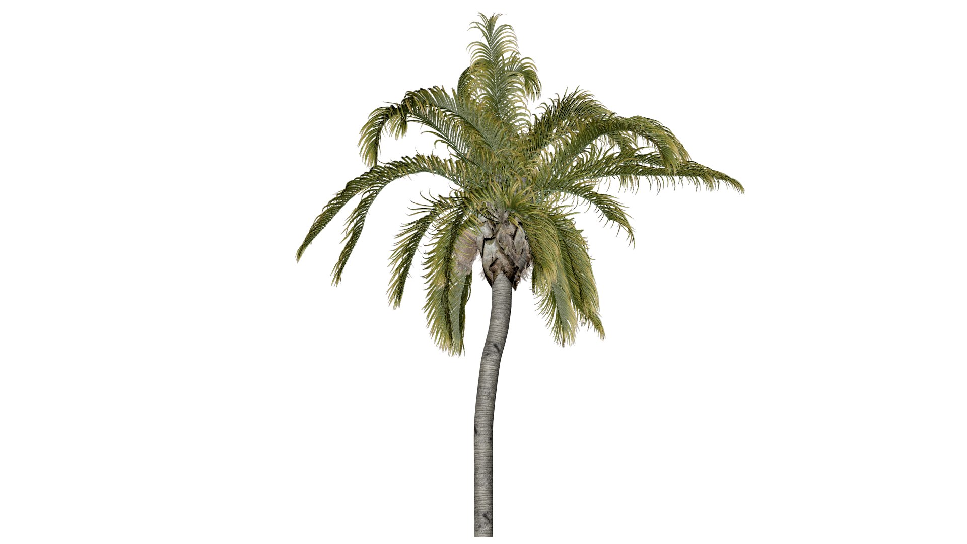 Queen Palm Tree - 02 - model https://p.turbosquid.com/ts-thumb/lY/Z9EAOG/KW/qp_2/png/1741620969/1920x1080/fit_q87/cda171901ea4bb0951a85608c9ab793889c671ba/qp_2.jpg