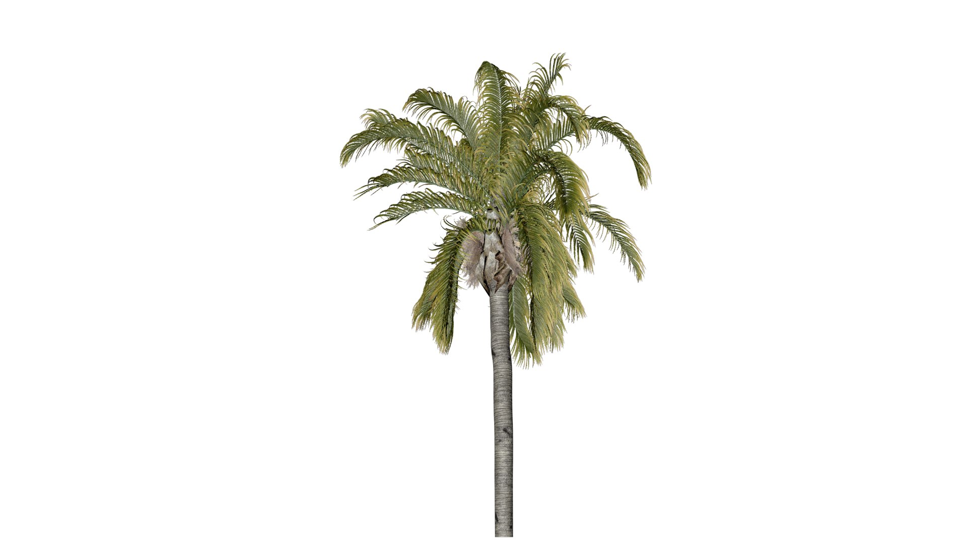 Queen Palm Tree - 02 - model https://p.turbosquid.com/ts-thumb/lY/Z9EAOG/cp/qp_23/png/1741620974/1920x1080/fit_q87/8c9b9c628860b9c0477928a9a1f04c93edfe02b8/qp_23.jpg