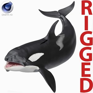 killer whale rigged 3D