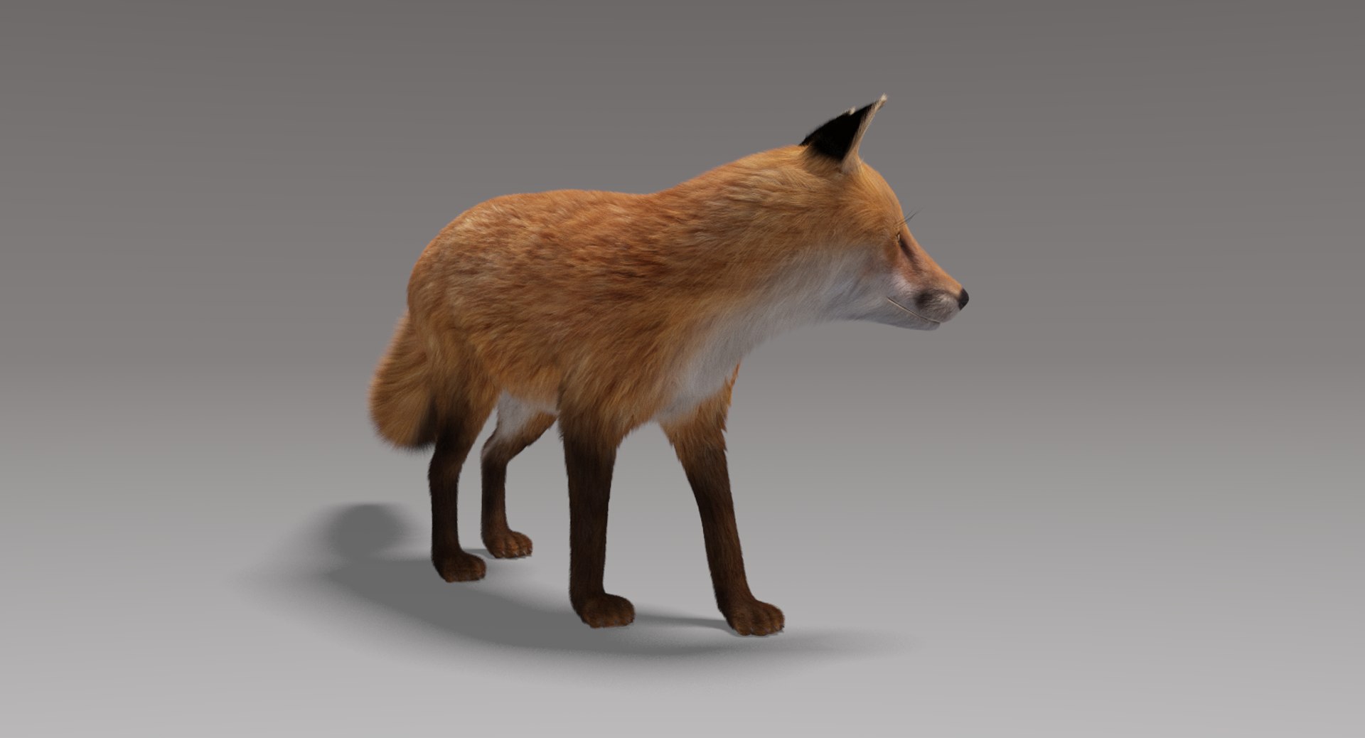 fox fur rigged 3D model https://p.turbosquid.com/ts-thumb/lY/mDVKxH/1cWIO8w1/foxfurrigged4/png/1498798061/1920x1080/fit_q87/c42be94d5bc097cdd5a370eaf3fffb17e912d4b0/foxfurrigged4.jpg