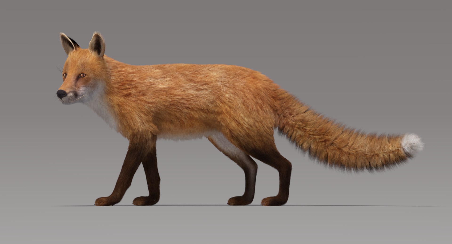 fox fur rigged 3D model https://p.turbosquid.com/ts-thumb/lY/mDVKxH/5hHtM37E/foxfurrigged3/png/1498749727/1920x1080/fit_q87/a0309e952416b5cffaa8148098da7d6c98545a16/foxfurrigged3.jpg