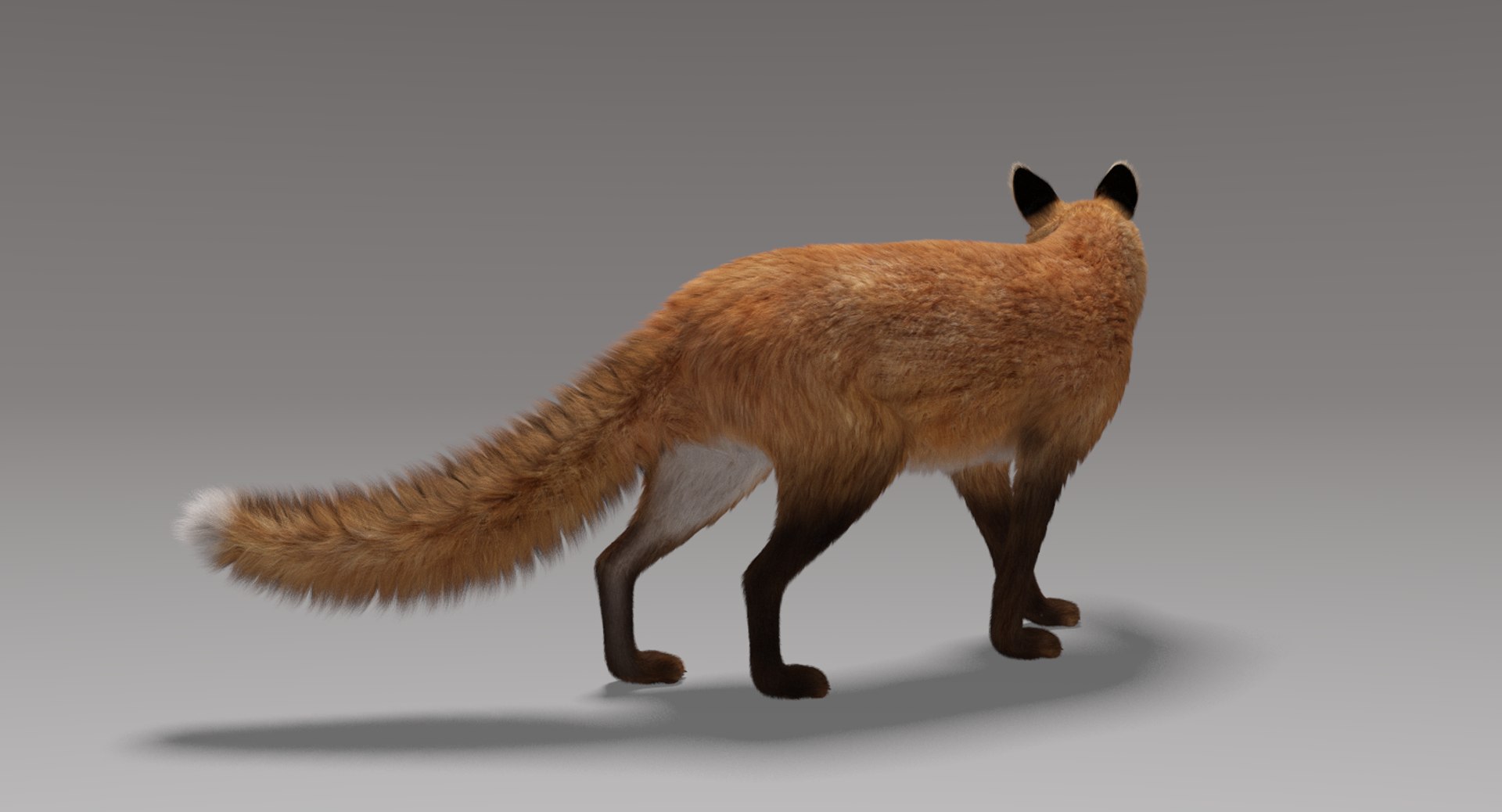 fox fur rigged 3D model https://p.turbosquid.com/ts-thumb/lY/mDVKxH/NJd2iD9G/foxfurrigged5/png/1498799876/1920x1080/fit_q87/d60c9658cd6c08d3ef07d19fbe33dba1c399443e/foxfurrigged5.jpg