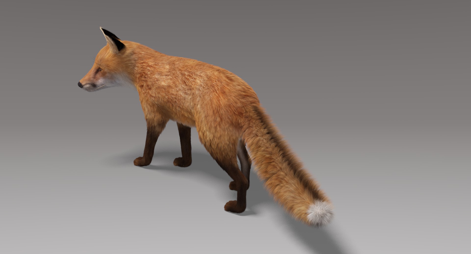 fox fur rigged 3D model https://p.turbosquid.com/ts-thumb/lY/mDVKxH/ll3yoJ63/foxfurrigged7/png/1498800959/1920x1080/fit_q87/40c8da3b1faea8013308ca9fd11dd4595b52fb5f/foxfurrigged7.jpg