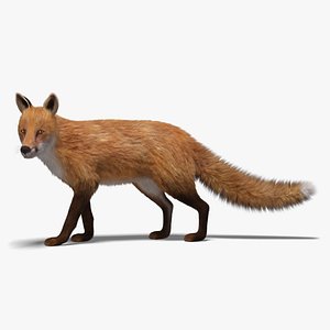 fox fur rigged 3D model