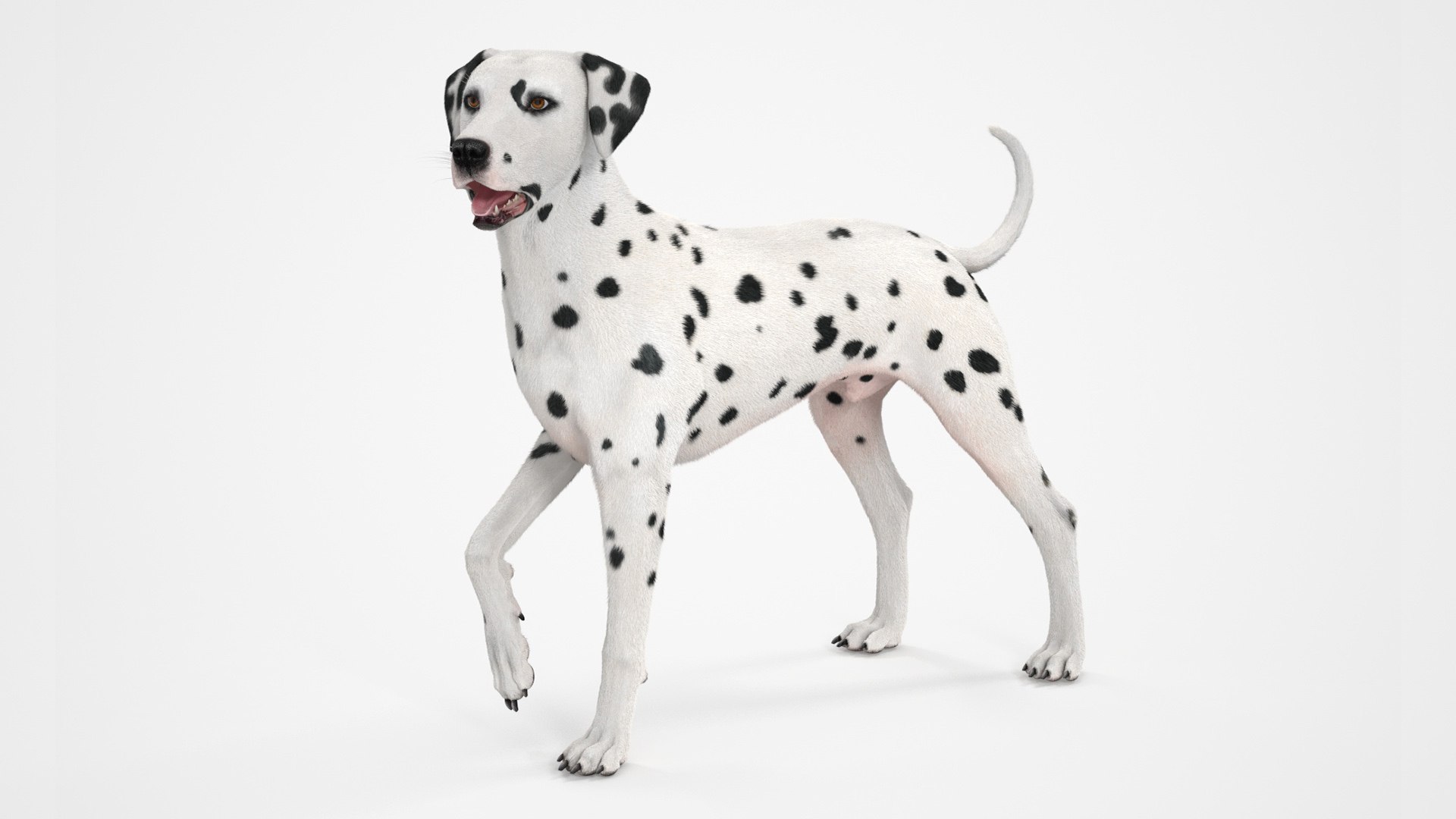 Dalmatian Dog Standing Pose Fur 3D model preview