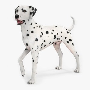 Dalmatian Dog Standing Pose Fur