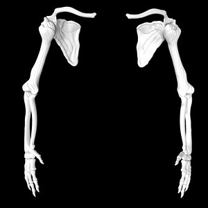 Rigged skeletal arm 3D model