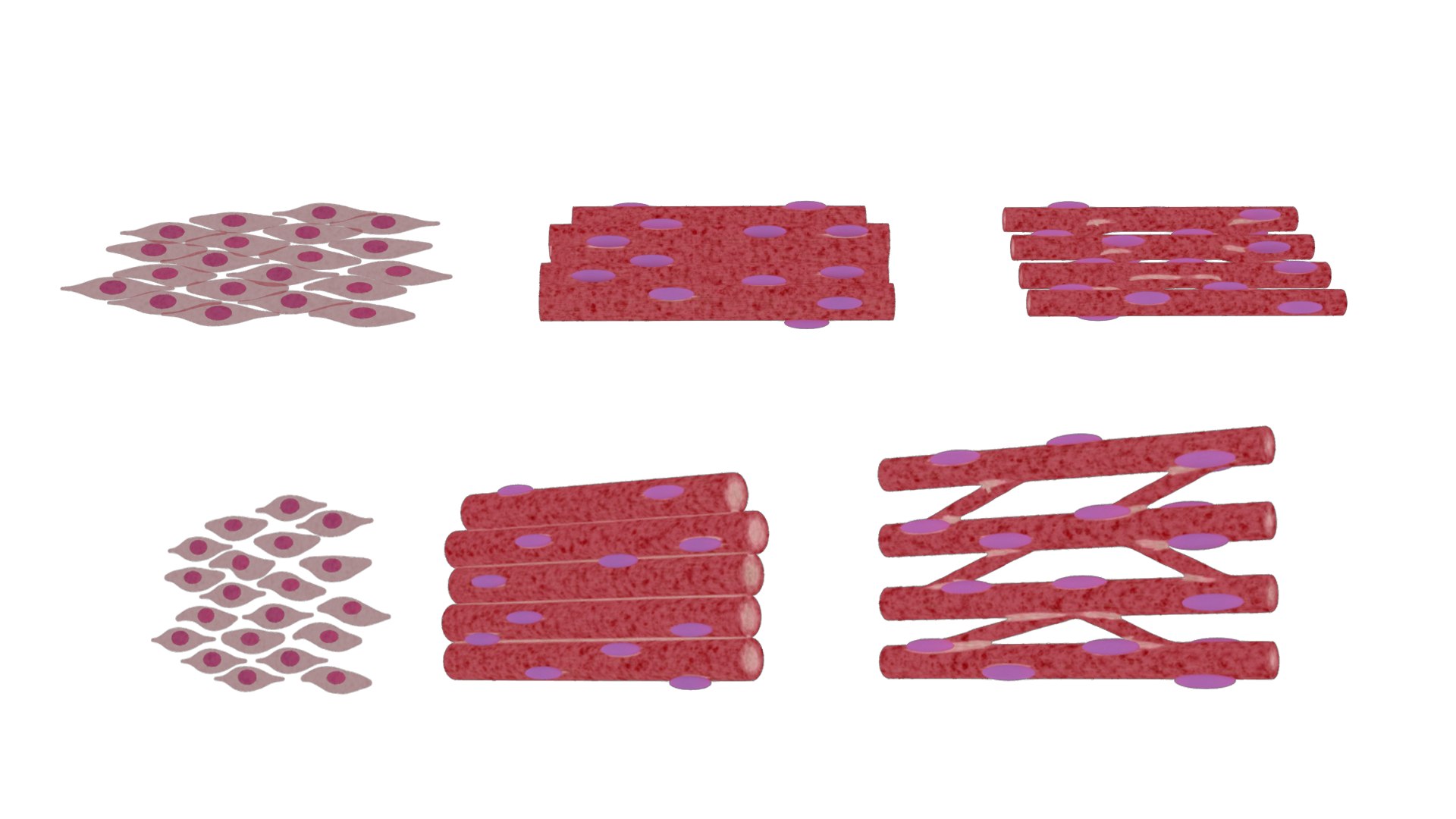 Types Of Muscle Tissue 3D Model - TurboSquid 2496414