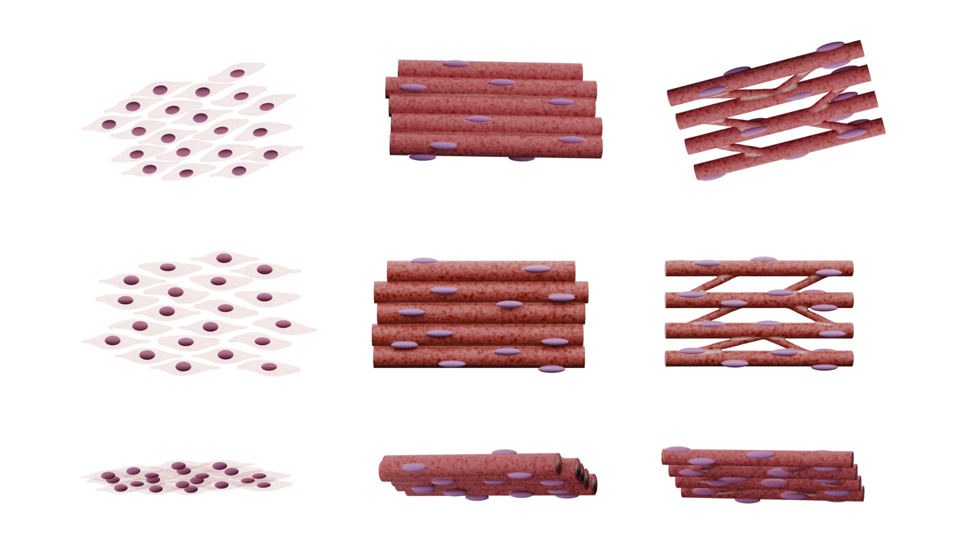 Types of Muscle Tissue 3D model https://p.turbosquid.com/ts-thumb/lY/u5yBTK/ji/types_of_muscle_tissue_color_2/png/1764433503/1920x1080/fit_q87/2890213efd209cd1c54f161941b02b3b20cbd711/types_of_muscle_tissue_color_2.jpg