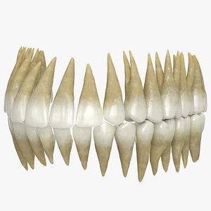 3D human teeth
