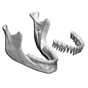 3D Lower Jaw with Lower Teeth