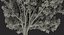 Southern Magnolia Tree