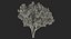 Southern Magnolia Tree
