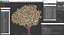 Southern Magnolia Tree