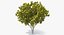 Southern Magnolia Tree