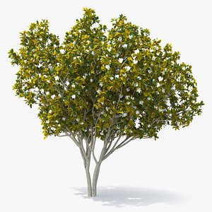 southern magnolia tree 3D model