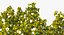 Southern Magnolia Tree