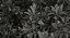 Southern Magnolia Tree
