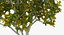 Southern Magnolia Tree