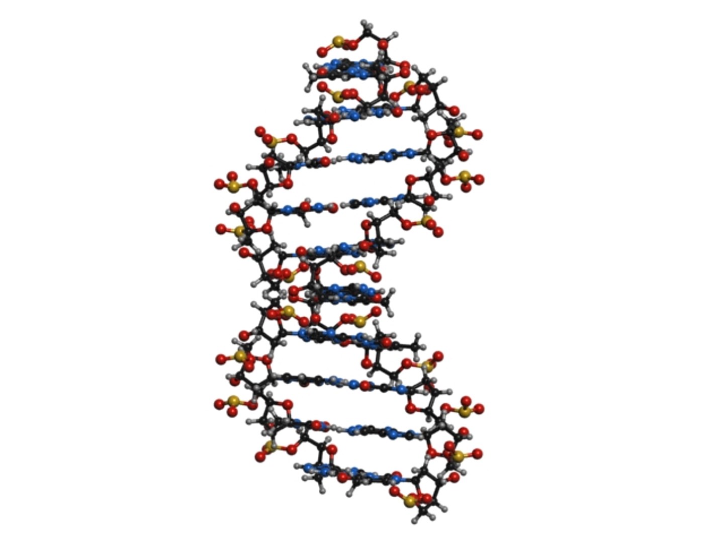 3d Model Dna Nucleic Acid