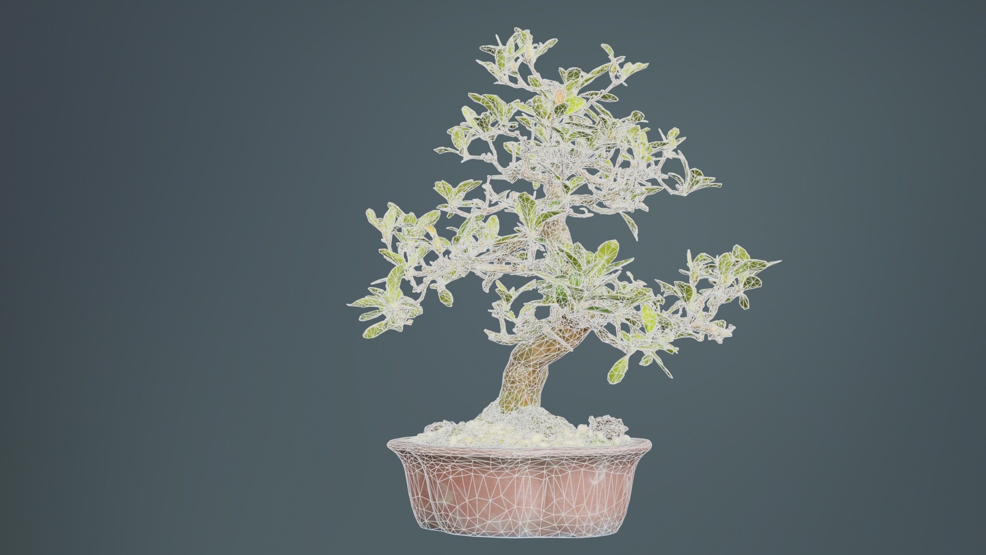 Carmona Bonsai Tree Leaves Carmonas Carmona Microphylla Remastered model https://p.turbosquid.com/ts-thumb/lZ/9uIY0C/J3/carmona_bonsai_tree_leaves_carmonas_carmona_microphylla_10/jpg/1740403495/1920x1080/fit_q87/443364a22204a055bc1ada582cf23bde7868dc0c/carmona_bonsai_tree_leaves_carmonas_carmona_microphylla_10.jpg