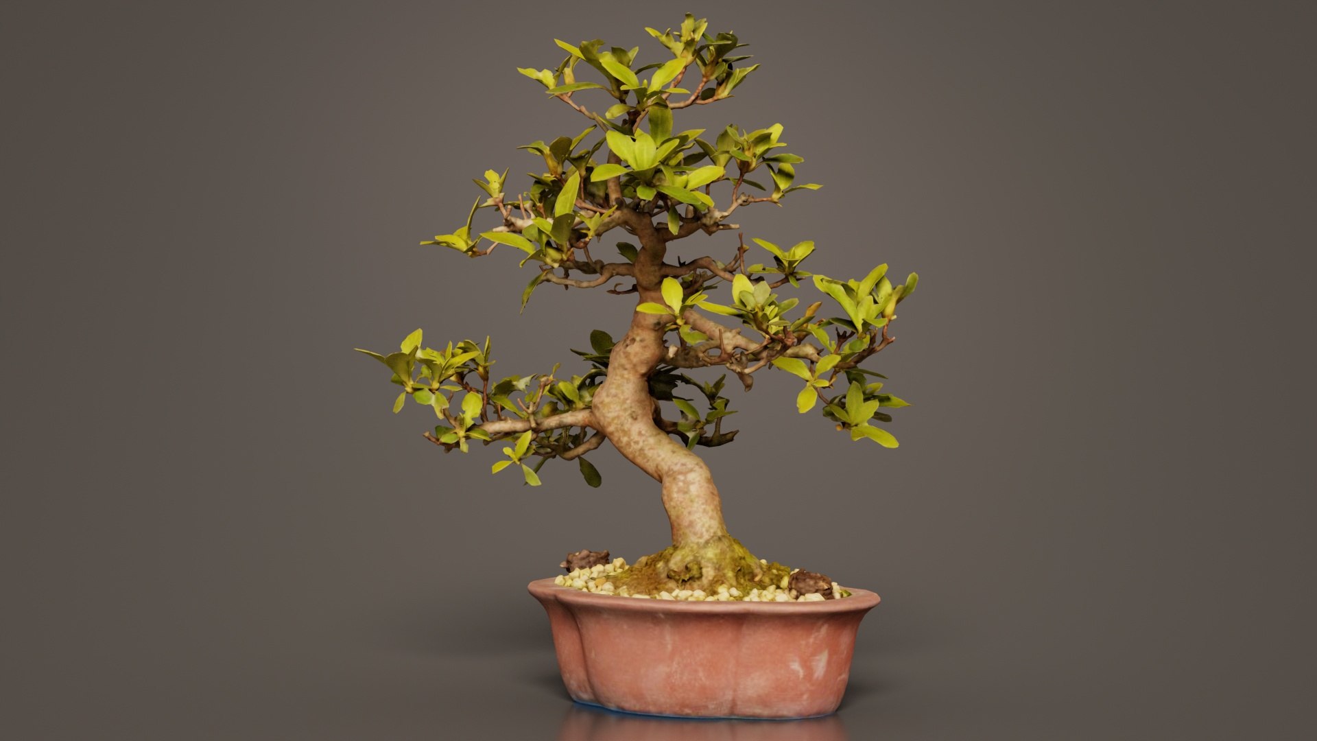 Carmona Bonsai Tree Leaves Carmonas Carmona Microphylla Remastered model https://p.turbosquid.com/ts-thumb/lZ/9uIY0C/Ku/carmona_bonsai_tree_leaves_carmonas_carmona_microphylla_05/jpg/1740403012/1920x1080/fit_q87/dba0f08a1502a2625222b339ebdca07bcc68eade/carmona_bonsai_tree_leaves_carmonas_carmona_microphylla_05.jpg