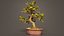 Carmona Bonsai Tree Leaves Carmonas Carmona Microphylla Remastered