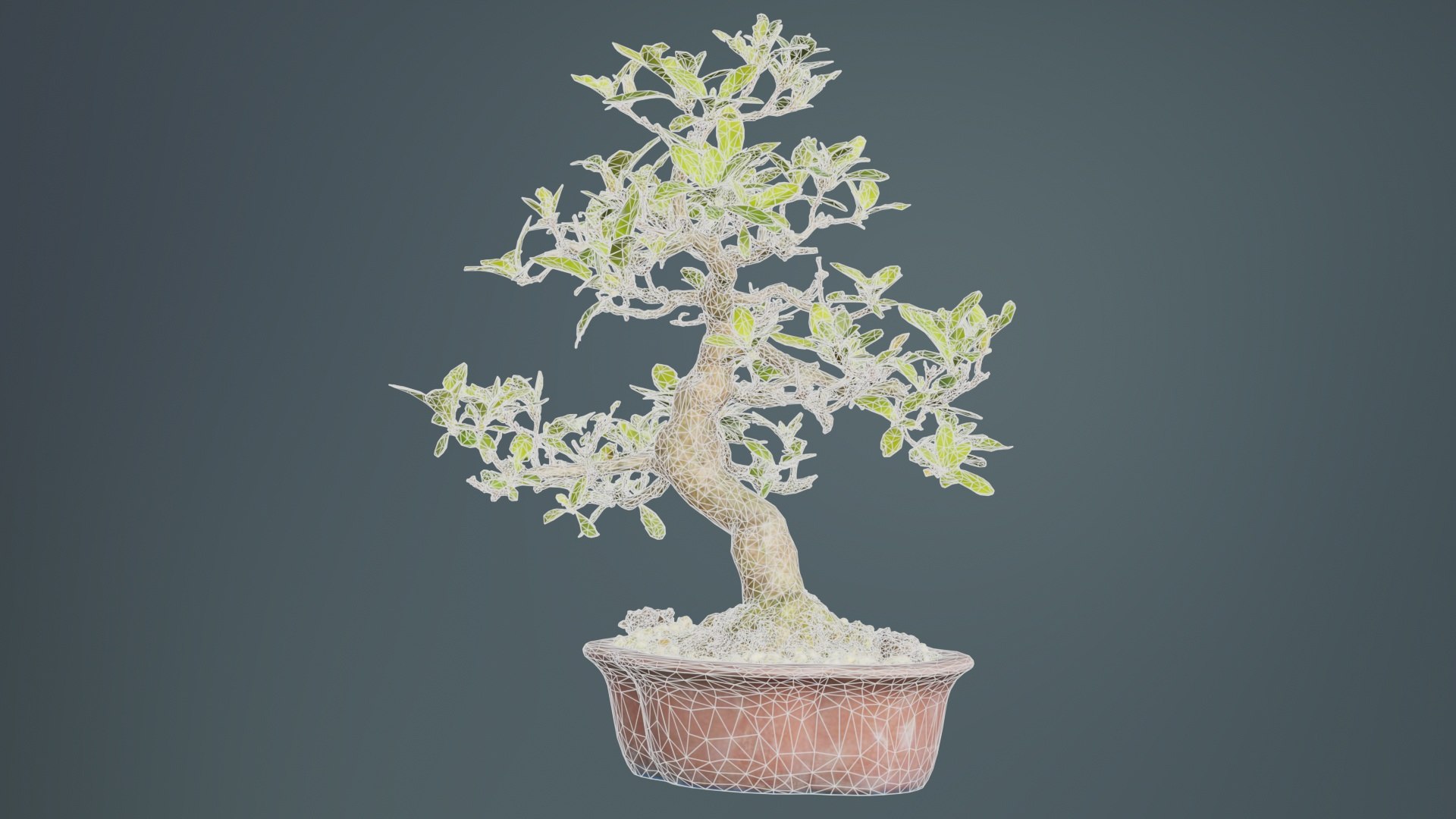 Carmona Bonsai Tree Leaves Carmonas Carmona Microphylla Remastered model https://p.turbosquid.com/ts-thumb/lZ/9uIY0C/Mt/carmona_bonsai_tree_leaves_carmonas_carmona_microphylla_09/jpg/1740403022/1920x1080/fit_q87/b796c86a9d000cffa201ee43e9cce52fe781639c/carmona_bonsai_tree_leaves_carmonas_carmona_microphylla_09.jpg