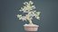Carmona Bonsai Tree Leaves Carmonas Carmona Microphylla Remastered