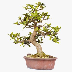 Carmona Bonsai Tree Leaves Carmonas Carmona Microphylla Remastered model