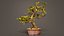 Carmona Bonsai Tree Leaves Carmonas Carmona Microphylla Remastered