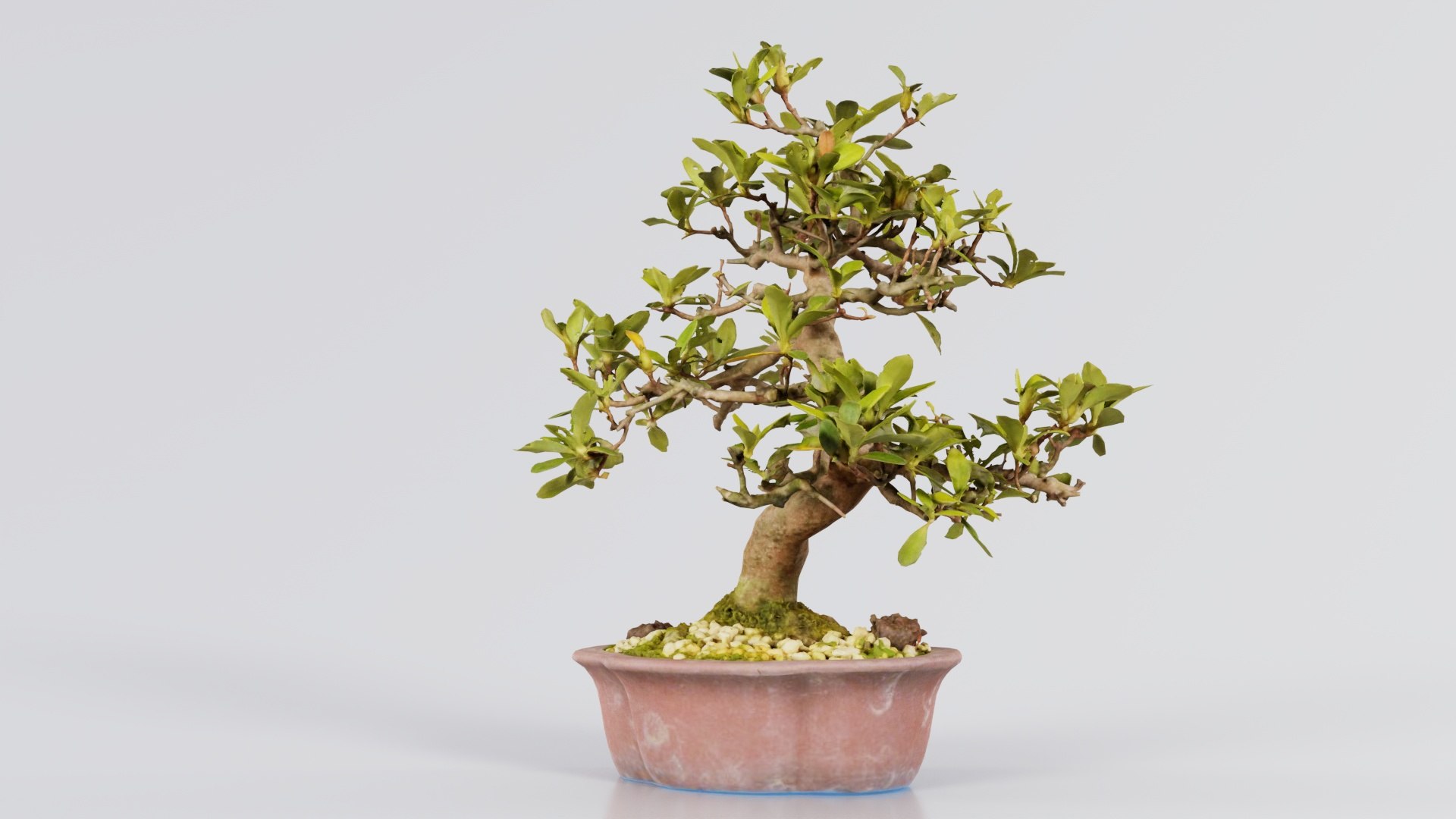 Carmona Bonsai Tree Leaves Carmonas Carmona Microphylla Remastered model https://p.turbosquid.com/ts-thumb/lZ/9uIY0C/Xr/carmona_bonsai_tree_leaves_carmonas_carmona_microphylla_08/jpg/1740403019/1920x1080/fit_q87/7179c3953e118790d5f6a31c3e5144d9fea9452d/carmona_bonsai_tree_leaves_carmonas_carmona_microphylla_08.jpg
