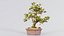 Carmona Bonsai Tree Leaves Carmonas Carmona Microphylla Remastered
