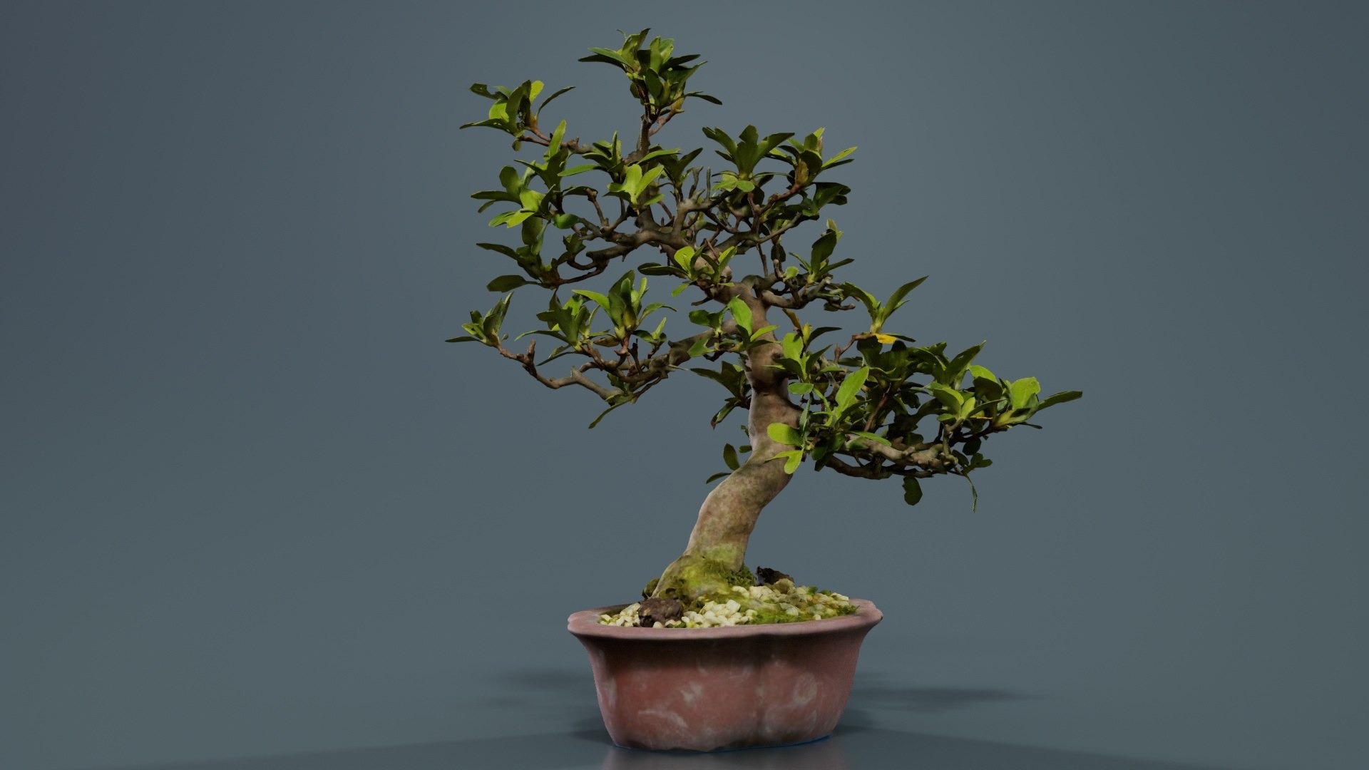 Carmona Bonsai Tree Leaves Carmonas Carmona Microphylla Remastered model https://p.turbosquid.com/ts-thumb/lZ/9uIY0C/fy/carmona_bonsai_tree_leaves_carmonas_carmona_microphylla_03/jpg/1740403008/1920x1080/fit_q87/c4cd37185cb58fb0bdd1cb08f8b4b71403bdf0b9/carmona_bonsai_tree_leaves_carmonas_carmona_microphylla_03.jpg