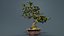 Carmona Bonsai Tree Leaves Carmonas Carmona Microphylla Remastered