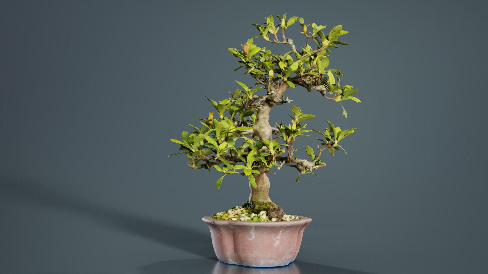 Carmona Bonsai Tree Leaves Carmonas Carmona Microphylla Remastered model https://p.turbosquid.com/ts-thumb/lZ/9uIY0C/mZ/carmona_bonsai_tree_leaves_carmonas_carmona_microphylla_07/jpg/1740403017/1920x1080/fit_q87/202cde77e59c9f0b809719803f95dbbe774c87b0/carmona_bonsai_tree_leaves_carmonas_carmona_microphylla_07.jpg