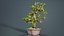 Carmona Bonsai Tree Leaves Carmonas Carmona Microphylla Remastered