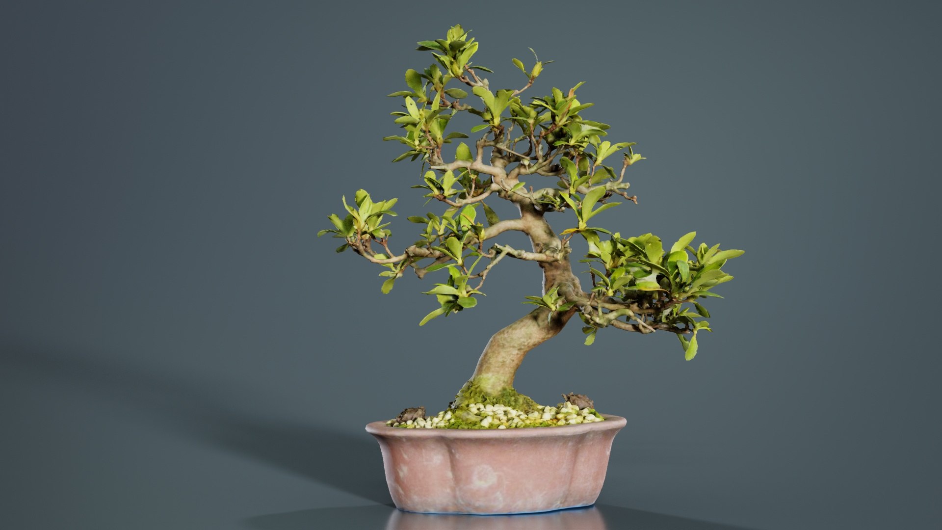 Carmona Bonsai Tree Leaves Carmonas Carmona Microphylla Remastered ...