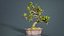Carmona Bonsai Tree Leaves Carmonas Carmona Microphylla Remastered