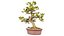 Carmona Bonsai Tree Leaves Carmonas Carmona Microphylla Remastered