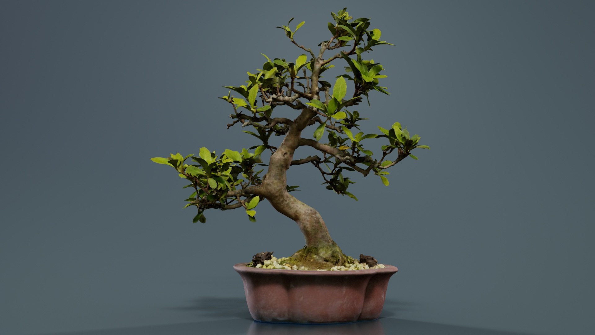 Carmona Bonsai Tree Leaves Carmonas Carmona Microphylla Remastered model https://p.turbosquid.com/ts-thumb/lZ/9uIY0C/w1/carmona_bonsai_tree_leaves_carmonas_carmona_microphylla_02/jpg/1740403006/1920x1080/fit_q87/6dbca8b145309ba0fec0abe503e8f5f3432faa88/carmona_bonsai_tree_leaves_carmonas_carmona_microphylla_02.jpg