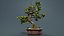 Carmona Bonsai Tree Leaves Carmonas Carmona Microphylla Remastered