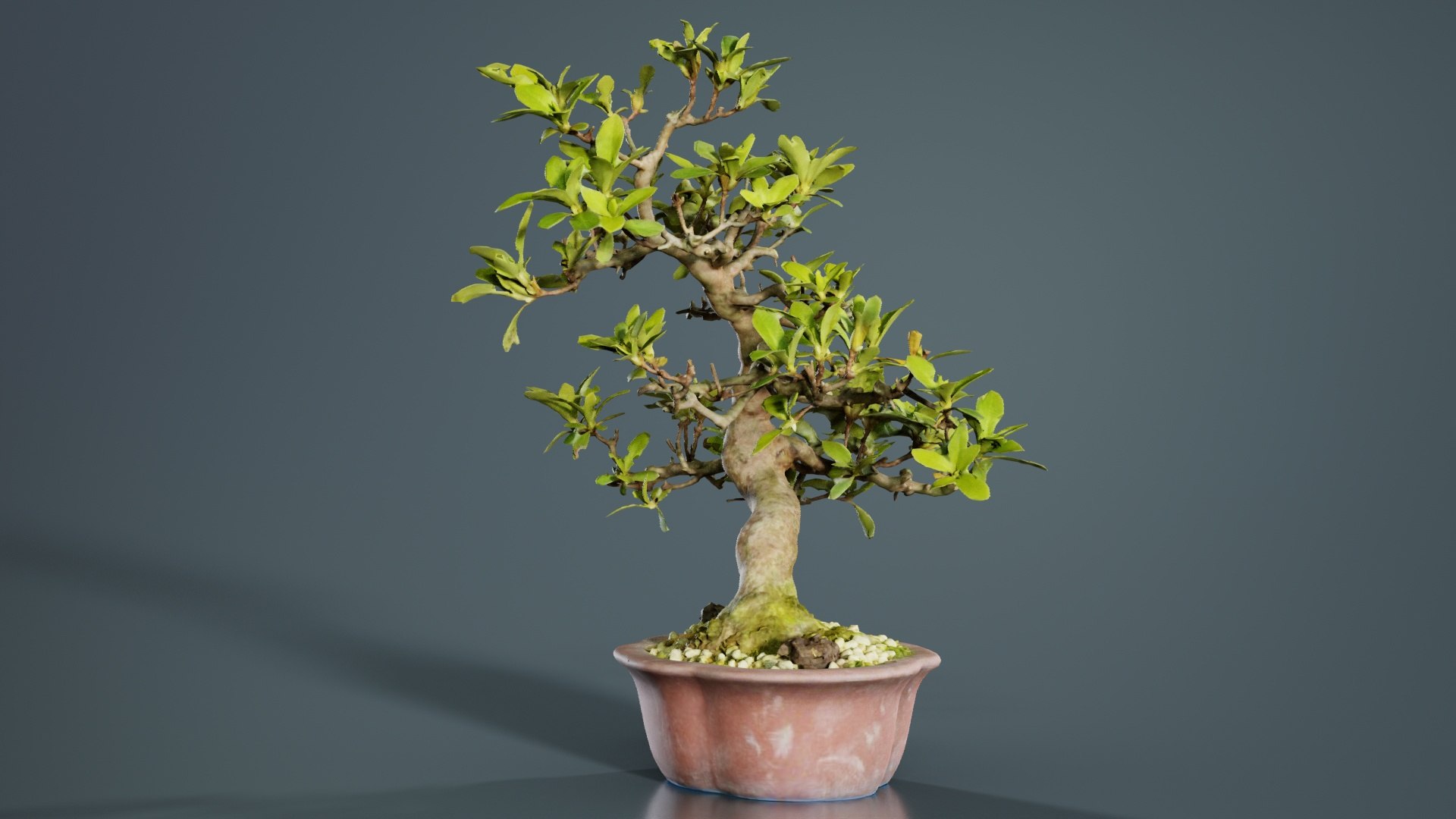 Carmona Bonsai Tree Leaves Carmonas Carmona Microphylla Remastered model https://p.turbosquid.com/ts-thumb/lZ/9uIY0C/wW/carmona_bonsai_tree_leaves_carmonas_carmona_microphylla_01/jpg/1740403004/1920x1080/fit_q87/f0c29ea785d1290a45ae78192df0070a01c3351f/carmona_bonsai_tree_leaves_carmonas_carmona_microphylla_01.jpg
