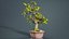 Carmona Bonsai Tree Leaves Carmonas Carmona Microphylla Remastered