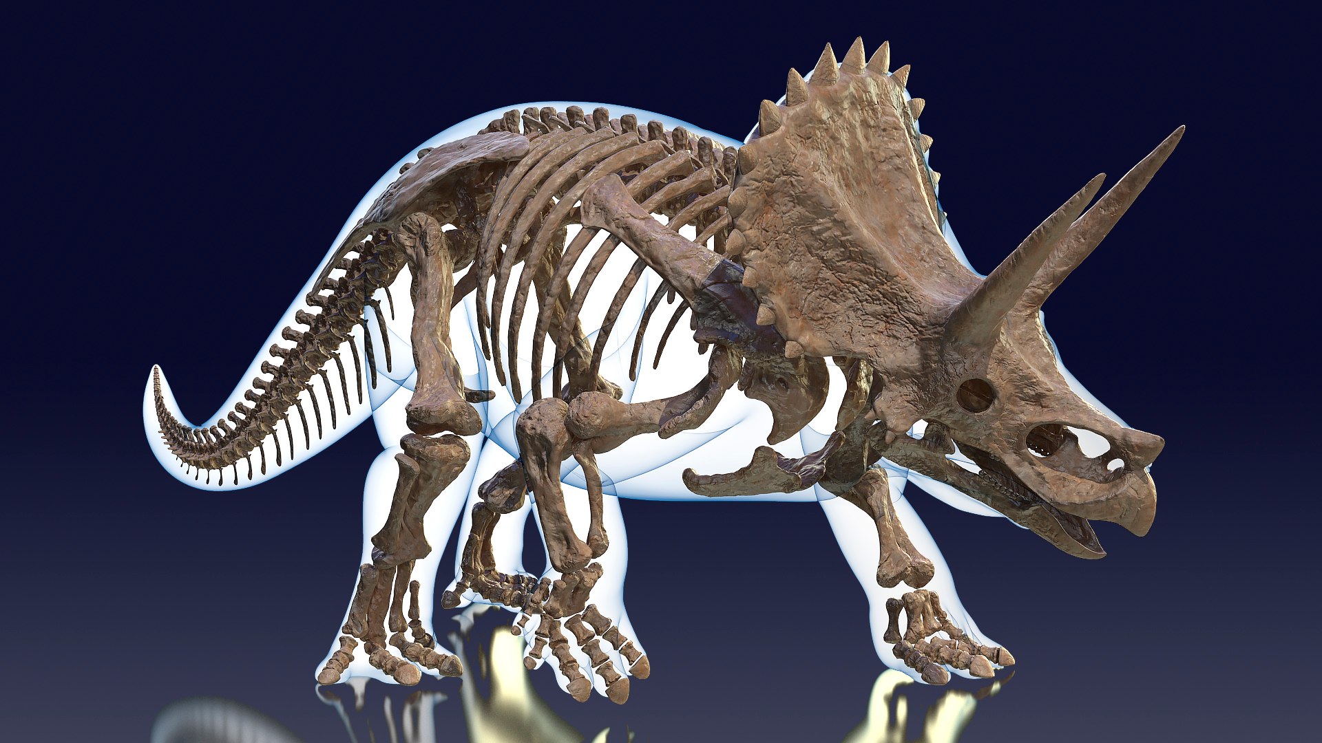 Triceratops Fossil Walking Pose with Transparent Skin 3D model preview